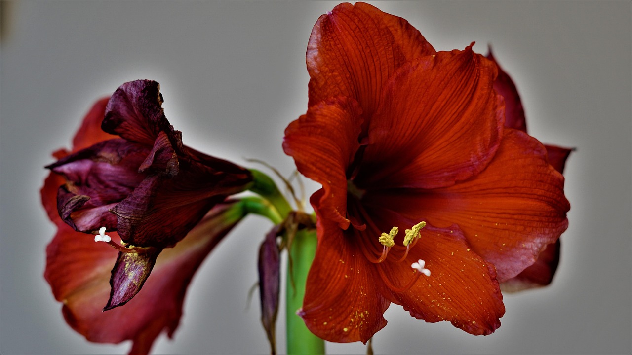 As Dubstep grew, its impact spread beyond the UK, quickly